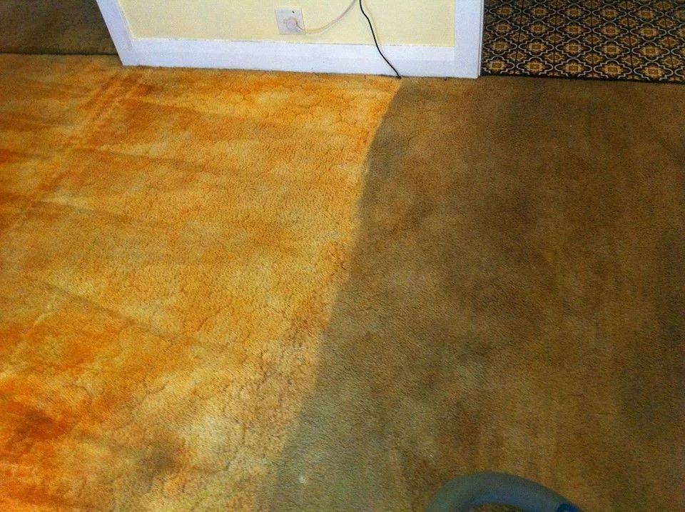 An orange-toned carpet mid-clean, the cleaned half visibly brighter
