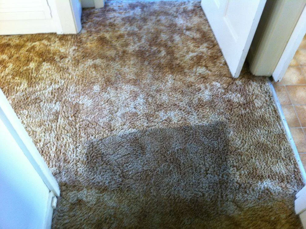 A heavily soiled shag carpet before cleaning