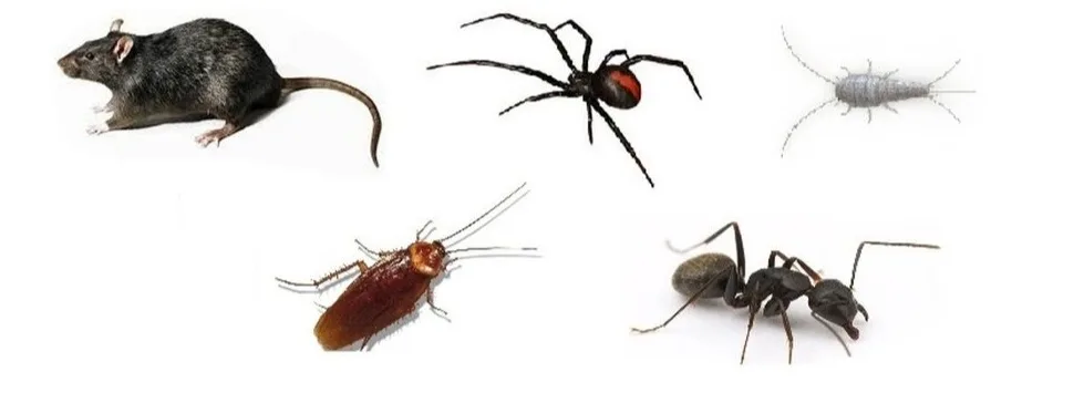 The household pests a treatment targets: rat, redback spider, silverfish, cockroach and ant