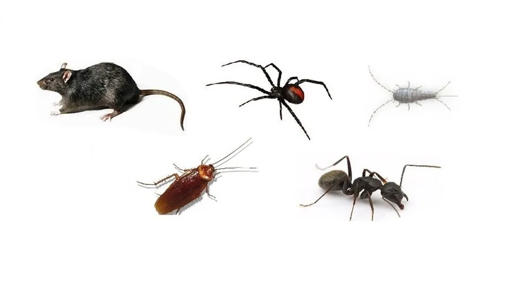 The common household pests treated in a general pest treatment